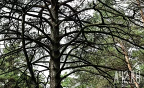 СМИ: Актёр Алек Болдуин и его брат попали в ДТП, их автомобиль врезался в дерево