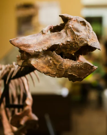 Самый древний янтарь России, мини-стоунхендж Алчедата и хищный ящер Киякурсор: что раскопали археологи в Кузбассе