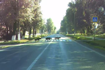 Фото: Кемеровчан развеселили собаки, соблюдающие правила дорожного движения 1