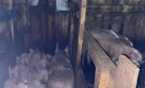 В российском регионе в загоне со свиньями нашли мёртвую школьницу
