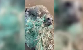  В Дагестане малыш тюленя едва не погиб, запутавшись в рыболовной сети 