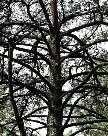 СМИ: Актёр Алек Болдуин и его брат попали в ДТП, их автомобиль врезался в дерево