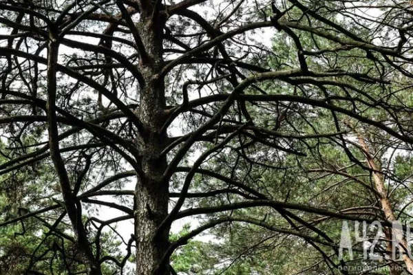 СМИ: Актёр Алек Болдуин и его брат попали в ДТП, их автомобиль врезался в дерево