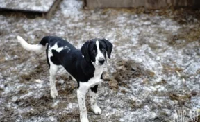 В Кузбассе стая собак напала на ребёнка: комментарий властей