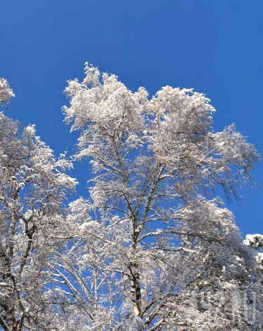 В Кузбассе температура опустится до -40 к концу недели