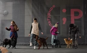 Забери четвероногого друга: в Кемерове прошла благотворительная акция по устройству бездомных собак