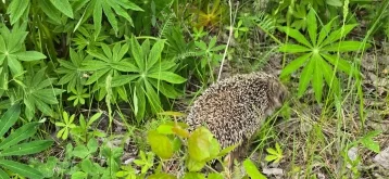 Фото: В Кемерове выпустили на свободу двух ежей, которым спасли жизни учёные 1