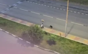 В Белгороде военнослужащие спасли школьника от нападения собак