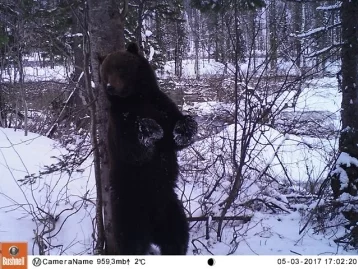 Фото: Фотоловушки в «Кузнецком Алатау» поймали медведя и марала 2