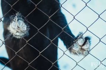 Фото: «Врачи боролись за её жизнь больше недели»: россиянка умерла после нападения собак 1