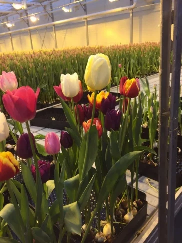 Фото: Праздник цветов: как выбрать хорошие тюльпаны 1