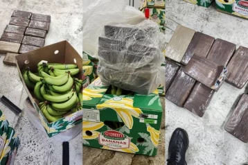 Фото: В Санкт-Петербурге таможенники обнаружили в коробках с бананами более 11 килограммов кокаина  1