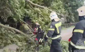 В Санкт-Петербурге из-за сильного ветра пострадали 5 человек