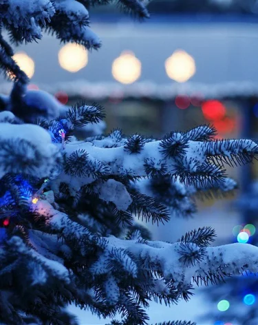 «Прилегла отдохнуть»: в Берёзовском упала новогодняя ель