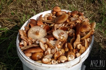 Фото: В Роспотребнадзоре рассказали, почему нельзя собирать грибы в вёдра и пакеты 1