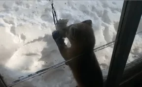 Бесстрашного соболя сняли на видео в Кузбассе