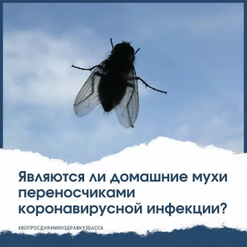 Фото: Кузбассовцам рассказали, являются ли мухи переносчиками коронавируса 1