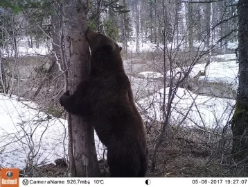 Фото: Фотоловушки в «Кузнецком Алатау» поймали медведя и марала 3
