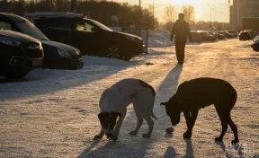 «К такому сложно привыкнуть»: жители кузбасского города страдают от соседства с бродячими собаками