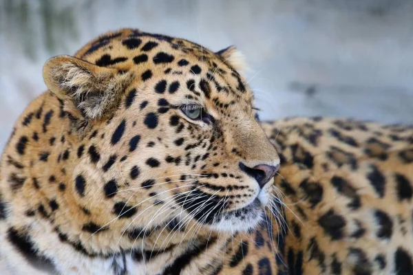 Что в имени тебе моём? В нацпарке выбирают имя для котёнка дальневосточного леопарда