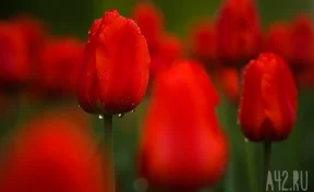  В Новокузнецке начали высадку тюльпанов: город украсят 150 тысяч цветов