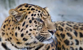 Что в имени тебе моём? В нацпарке выбирают имя для котёнка дальневосточного леопарда