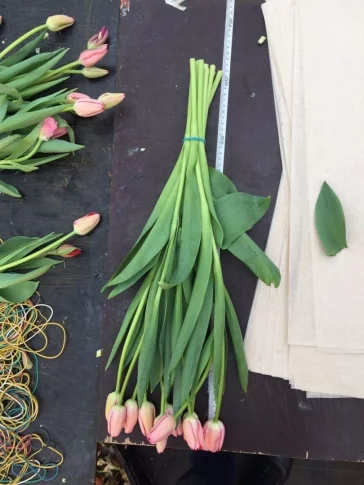 Фото: Праздник цветов: как выбрать хорошие тюльпаны 2