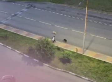 Фото: В Белгороде военнослужащие спасли школьника от нападения собак 1