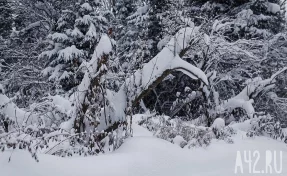 Эксперт: есть шанс, что Усольцевы пережили зиму в охотничьей сторожке