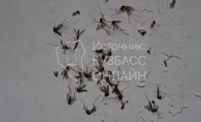 В Кузбассе жильцам многоквартирного дома не дают покоя комары
