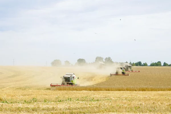 В Кузбассе аграрии собрали на 400 000 тонн зерна больше, чем в 2024 году