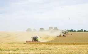 В Кузбассе аграрии собрали на 400 000 тонн зерна больше, чем в 2024 году