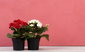 Как онлайн купить цветок в горшке и не получить увядающее растение: проверяем продавца и фото