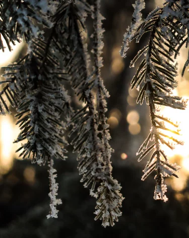 В Кузбасс пришли морозы: синоптики рассказали, где было холоднее всего