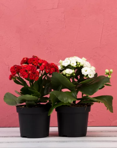 Как онлайн купить цветок в горшке и не получить увядающее растение: проверяем продавца и фото