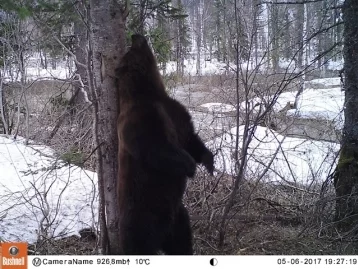 Фото: Фотоловушки в «Кузнецком Алатау» поймали медведя и марала 4