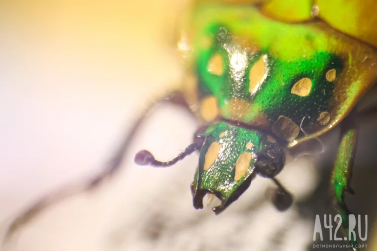 Фото: Полгода жил батраком в Таиланде, ловил бабочек в Перу, спасался от гигантских пиявок во Вьетнаме: как кемеровский энтомолог собрал 250 тысяч насекомых 26