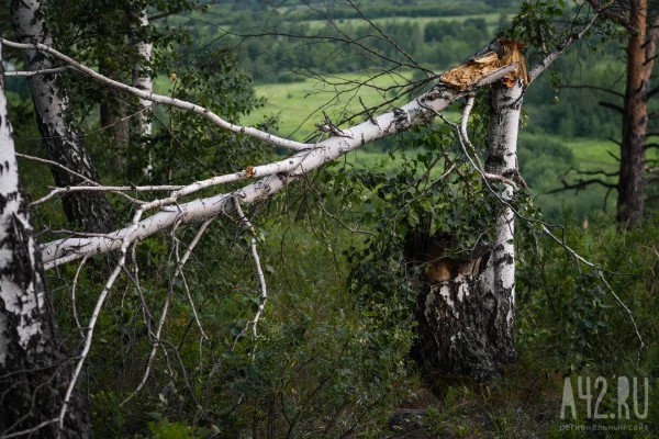 Кузбассовец отсудил почти 300 000 рублей за повреждение автомобиля упавшим деревом