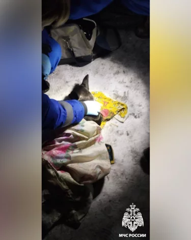 Собаку по кличке Люся спасли на пожаре в Белове