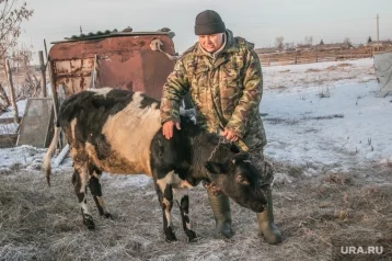 Фото: Депутат: фермеру с маячком для коровы не нужна помощь, Путин разберётся 1