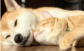 Соцсети умилили сиба-ину и рыжий кот, спящие в обнимку