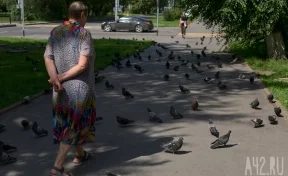 Кемеровчан напугало нашествие голубей на ФПК