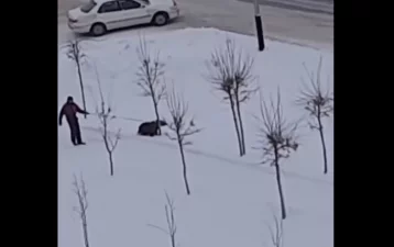Фото: Власти Прокопьевска заинтересовались видео с мужчиной, гулявшим с медведем 1
