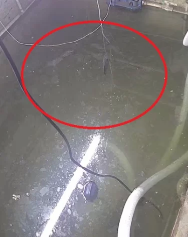 Опять вода: в Белове знаменитых карпов вернули в подтопленный подвал