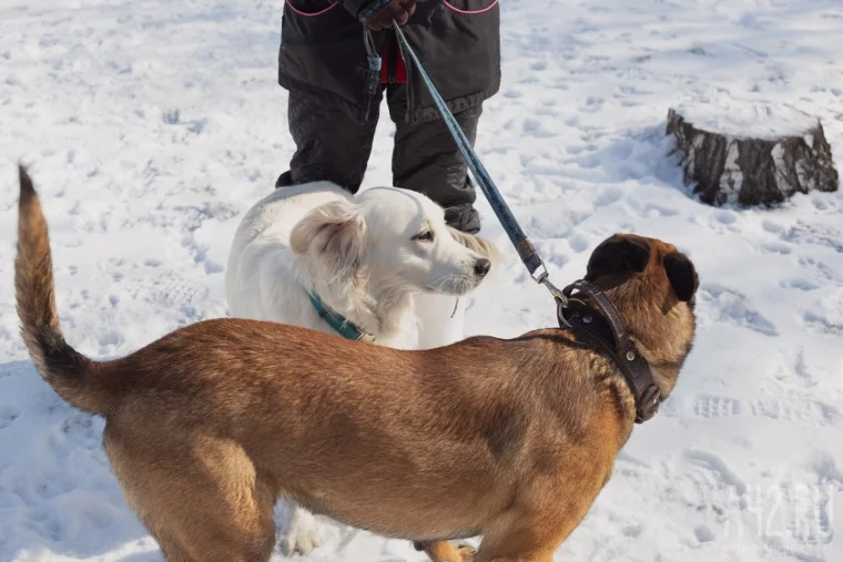 Фото: Развалины и грязь. Как мы обходили площадки для выгула собак в Кемерове и Новокузнецке 16