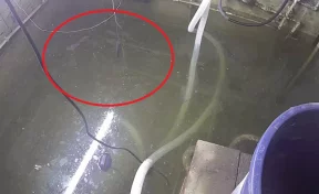 Опять вода: в Белове знаменитых карпов вернули в подтопленный подвал