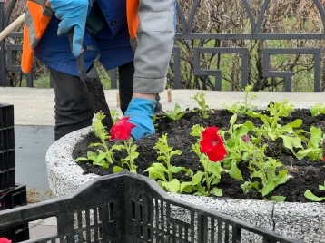 Фото: Дмитрий Анисимов: в Кемерове озеленители начали высаживать цветы 1