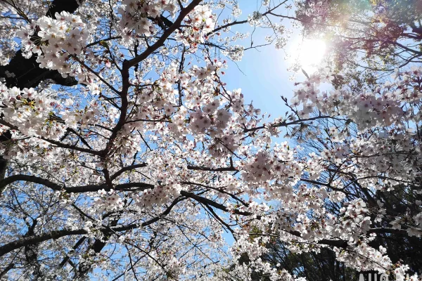 Пульмонолог рассказала, как защититься от аллергии в сезон цветения