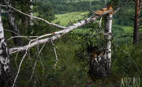 Кузбассовец отсудил почти 300 000 рублей за повреждение автомобиля упавшим деревом