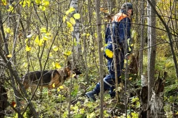 Фото: В Сибири пропавшего неделю назад мужчину нашли мёртвым в лесу 1